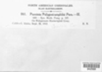 Puccinia polygoni-amphibii image
